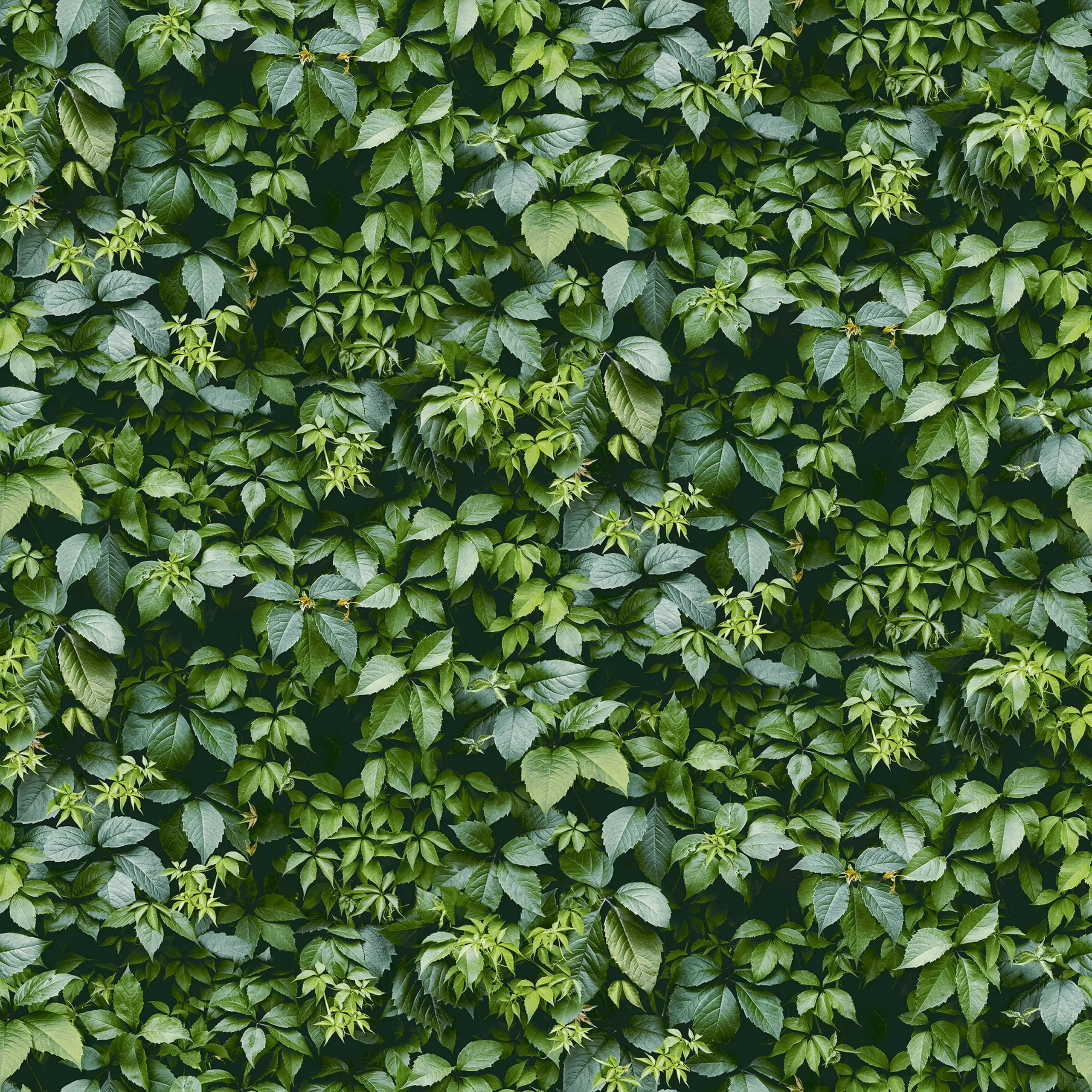 Arthouse Country Hedgerow Green 3D Effect Smooth Wallpaper 4 Arthouse Country Hedgerow Green 3D Effect Smooth Wallpaper - Image 2