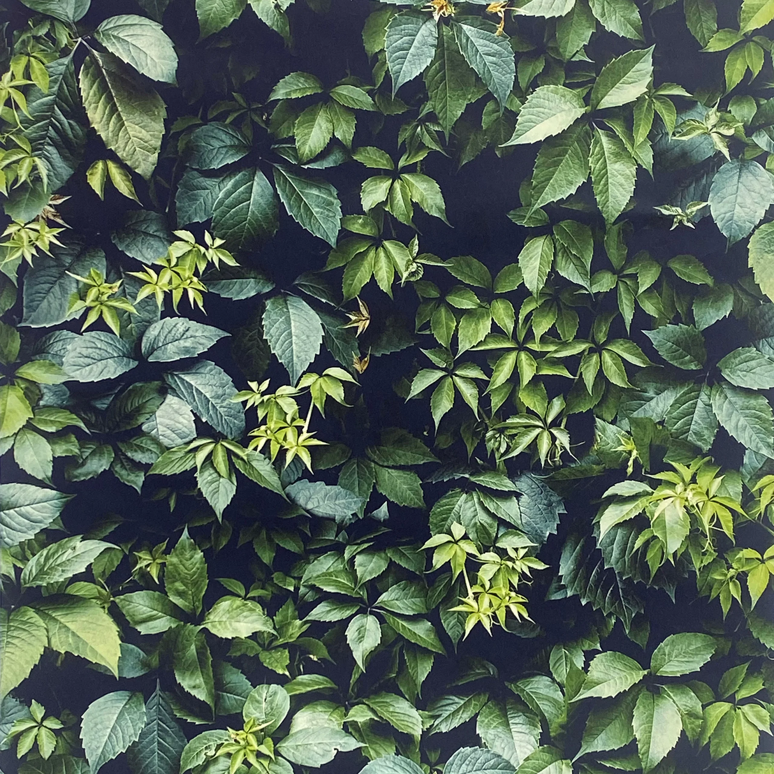 Arthouse Country Hedgerow Green 3D Effect Smooth Wallpaper 6 Arthouse Country Hedgerow Green 3D Effect Smooth Wallpaper - Image 4